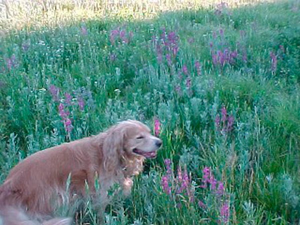 CLick here to see me jump!