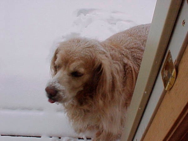 snowdog030102