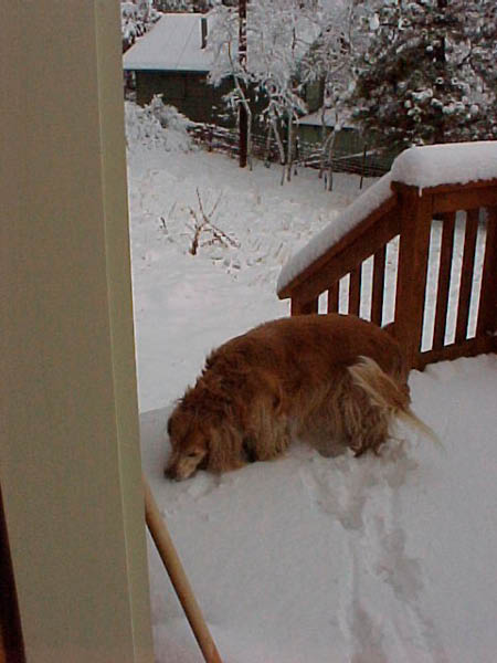 snowdog1